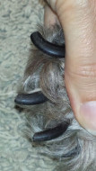 Dog Nails, Claws, Trimming and Clipping