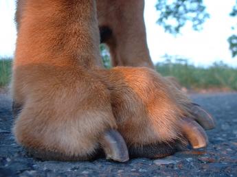 Dog Nails, Claws, Trimming and Clipping