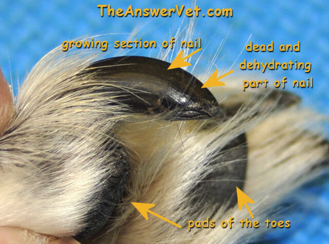 Dog Nails, Claws, Trimming and Clipping