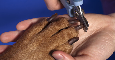 Dog Nails, Claws, Trimming and Clipping