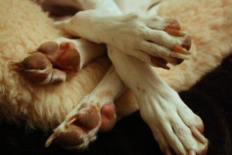 Dog Nails, Claws, Trimming and Clipping