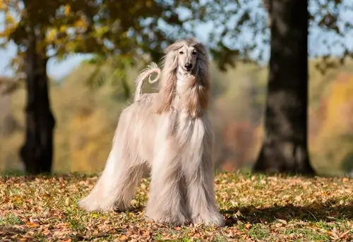 DOG BREEDS CLOSEST TO WOLVES - THIS IMAGE (C) by SHUTTERSTOCK