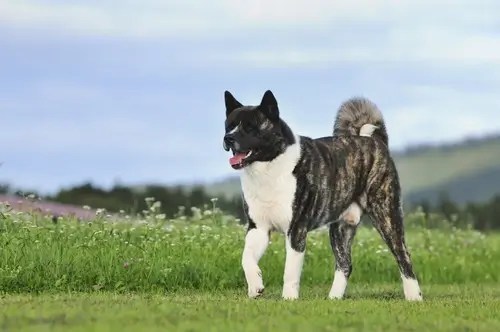 DOG BREEDS CLOSEST TO WOLVES - THIS IMAGE (C) by SHUTTERSTOCK