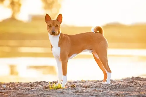 DOG BREEDS CLOSEST TO WOLVES - THIS IMAGE (C) by SHUTTERSTOCK