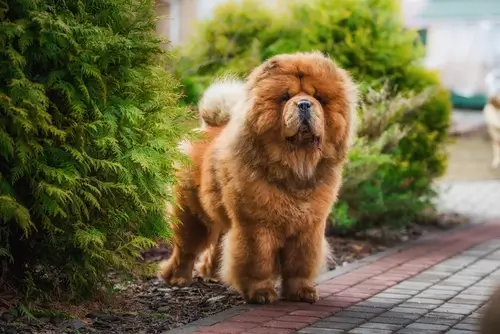 DOG BREEDS CLOSEST TO WOLVES - THIS IMAGE (C) by SHUTTERSTOCK