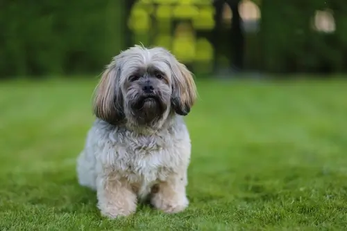 DOG BREEDS CLOSEST TO WOLVES - THIS IMAGE (C) by SHUTTERSTOCK