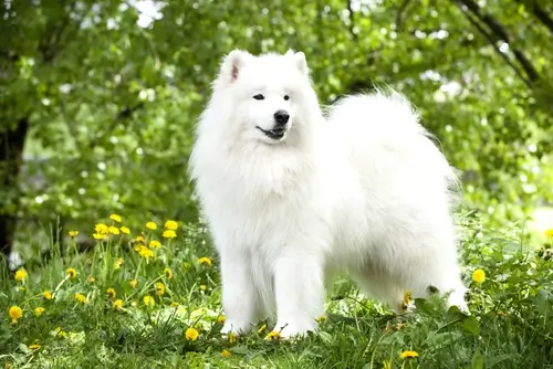 DOG BREEDS CLOSEST TO WOLVES - THIS IMAGE (C) by SHUTTERSTOCK