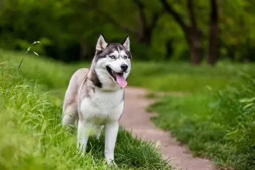 DOG BREEDS CLOSEST TO WOLVES - THIS IMAGE (C) by SHUTTERSTOCK