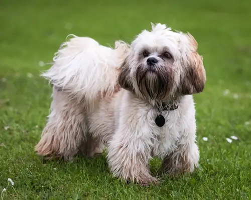 DOG BREEDS CLOSEST TO WOLVES - THIS IMAGE (C) by SHUTTERSTOCK