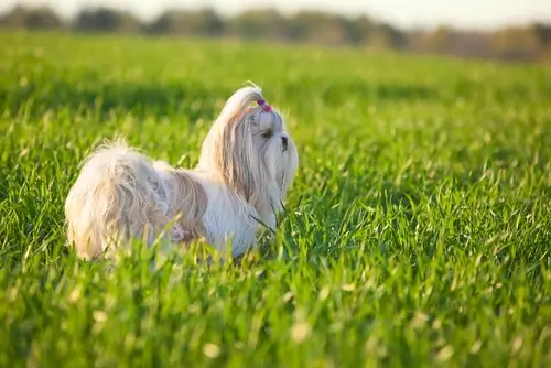 DOG BREEDS CLOSEST TO WOLVES - THIS IMAGE (C) by SHUTTERSTOCK