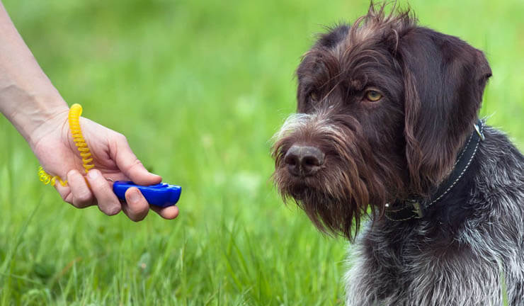 DOG CLICKER TRAINING METHOD