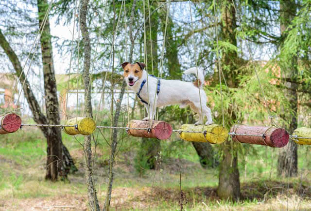 DOG CLICKER TRAINING TROUBLESHOOTING