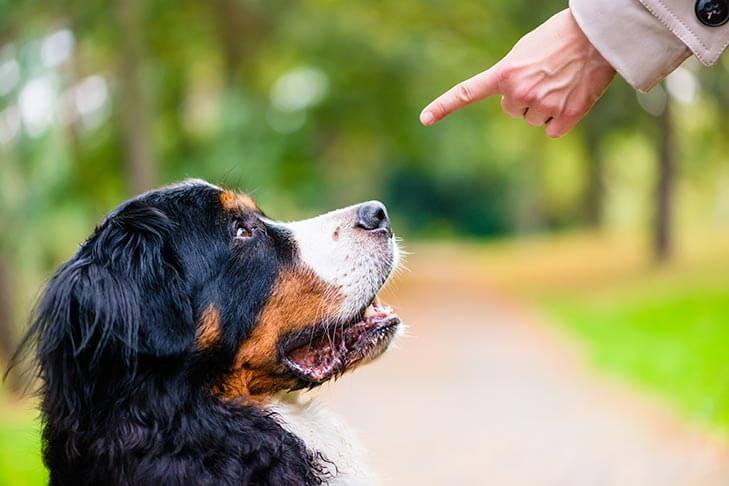 AGRESSIVE DOG CLICKER TRAINING