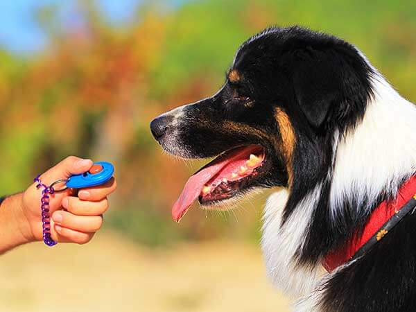 DOG CLICKER TRAINING METHOD