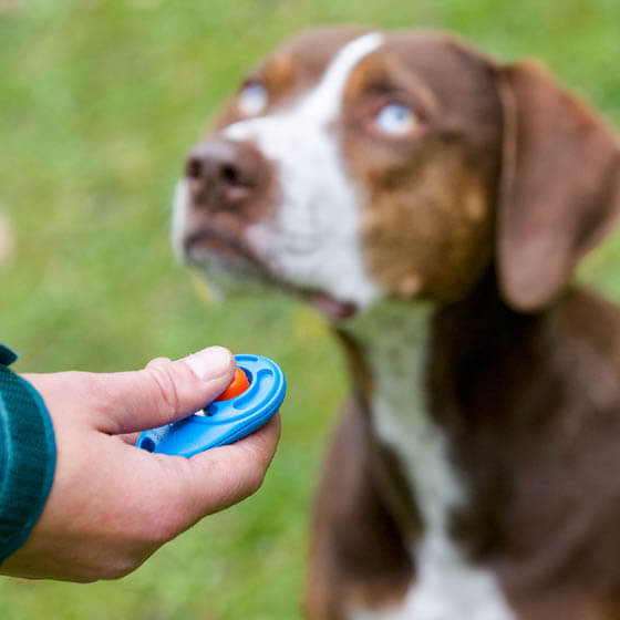 DOG CLICKER TRAINING DISADVANTAGES