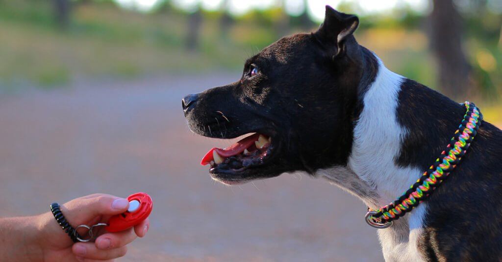 DOG CLICKER TRAINING METHOD