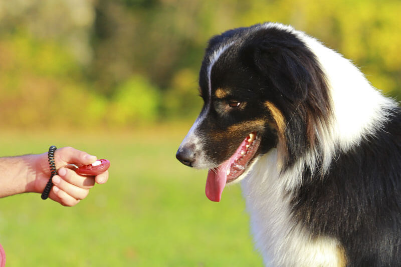 DOG CLICKER TRAINING BASICS