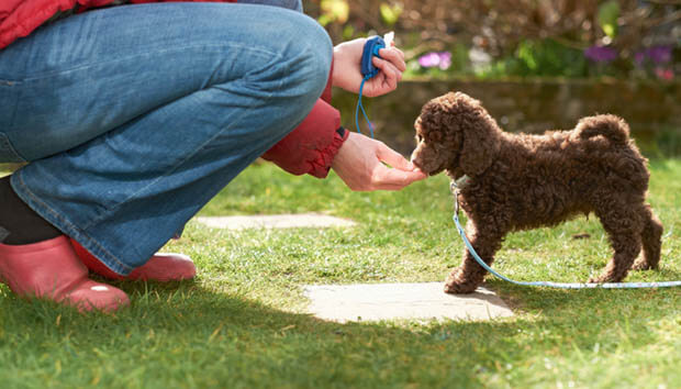 DOG CLICKER TRAINING BENEFITS & DISADVANTAGES