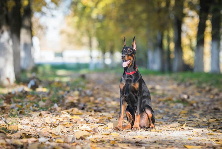 AGRESSIVE DOG CLICKER TRAINING