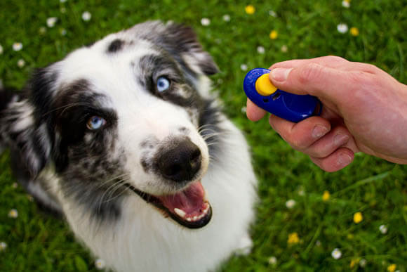 AGRESSIVE DOG CLICKER TRAINING