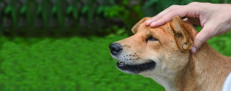 DOG HEAD MASSAGE