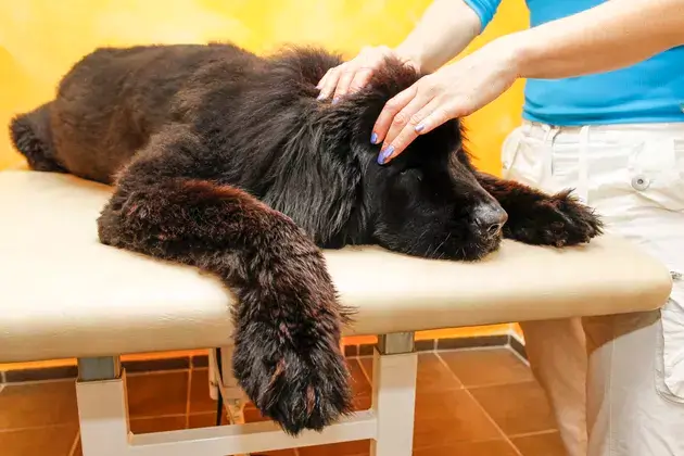 DOG HEAD MASSAGE