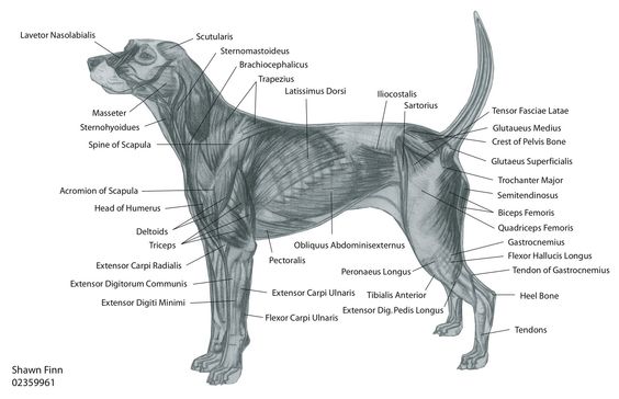 SIGNS A DOG FEELS THE MASSAGE