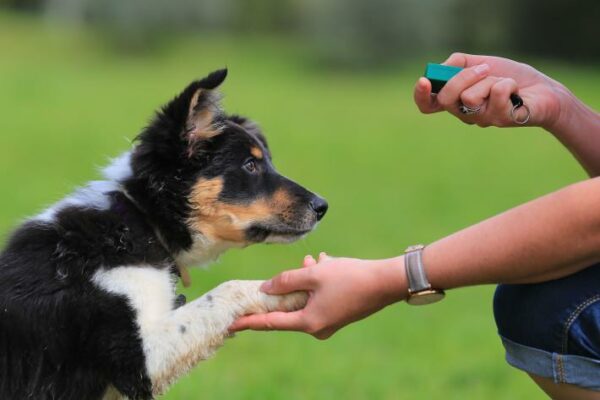 4 GAMES TO LEARN CLICKER TRAINING