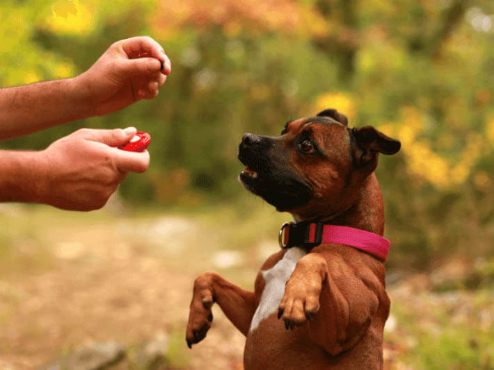 DOG CLICKER TRAINING BASICS