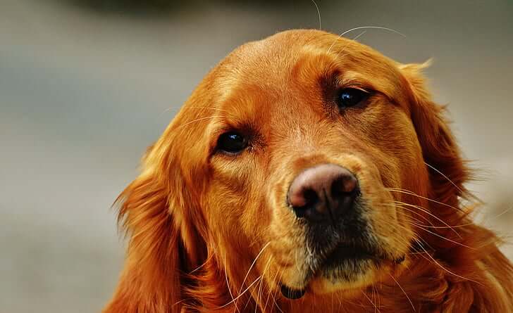 HOW TO MASSAGE AN ANXIOUS DOG