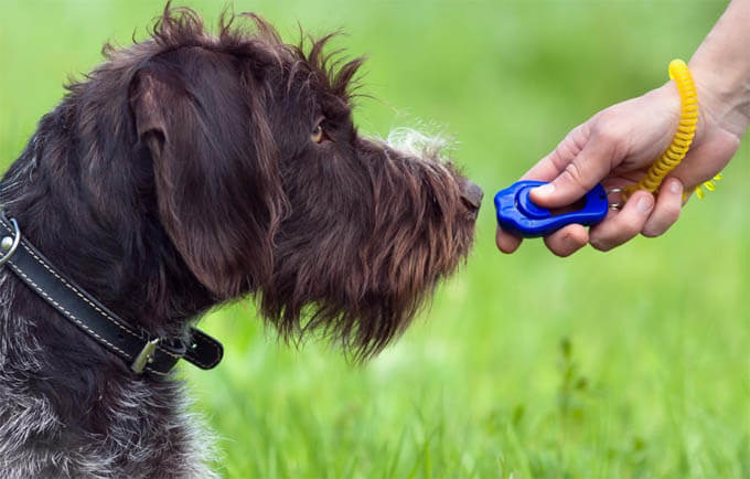 DOG CLICKER TRAINING METHOD