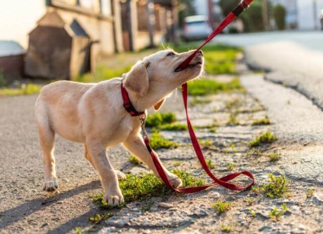 DOG BEHAVIORS THAT DEMAND CLICKER TRAINING