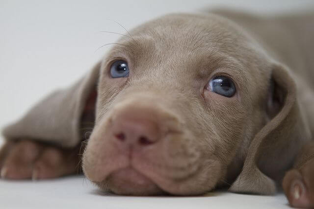 SIGNS A DOG FEELS THE MASSAGE