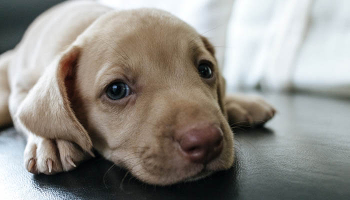 HOW TO CLICKER TRAIN PUPPY