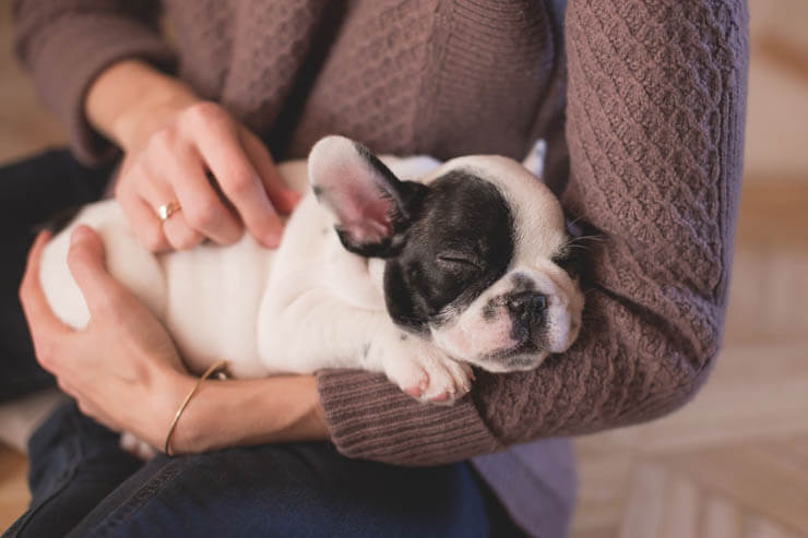 DOG VS HUMAN MASSAGE