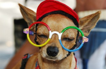 Glasses For Dogs