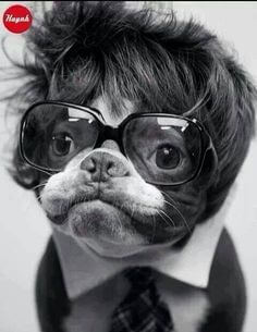 Glasses For Dogs