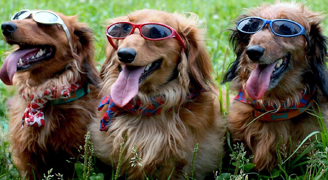 SunGlasses For Dogs