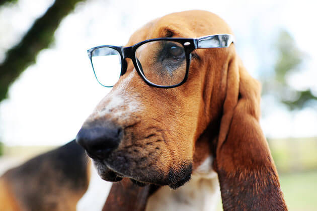 SunGlasses For Dogs