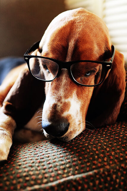 SunGlasses For Dogs