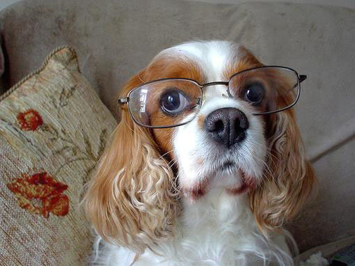 Eye, Sun, Protective Glasses For Dogs - Doggles