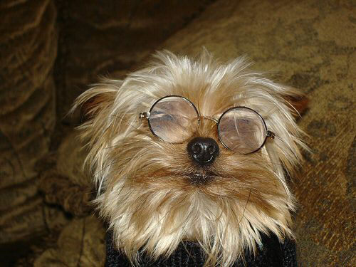 Eye, Sun, Protective Glasses For Dogs - Doggles