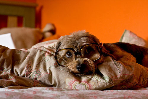 Eye, Sun, Protective Glasses For Dogs - Doggles