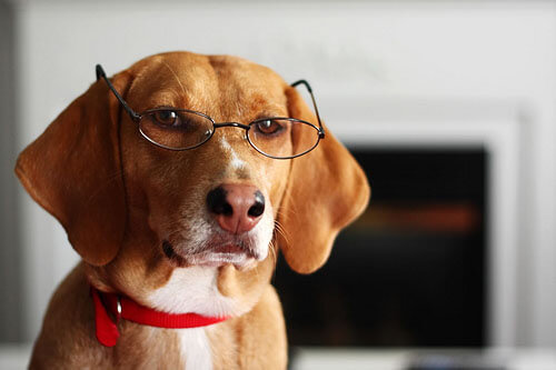 Eye, Sun, Protective Glasses For Dogs - Doggles