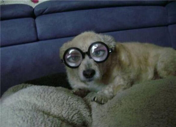 Eye, Sun, Protective Glasses For Dogs - Doggles