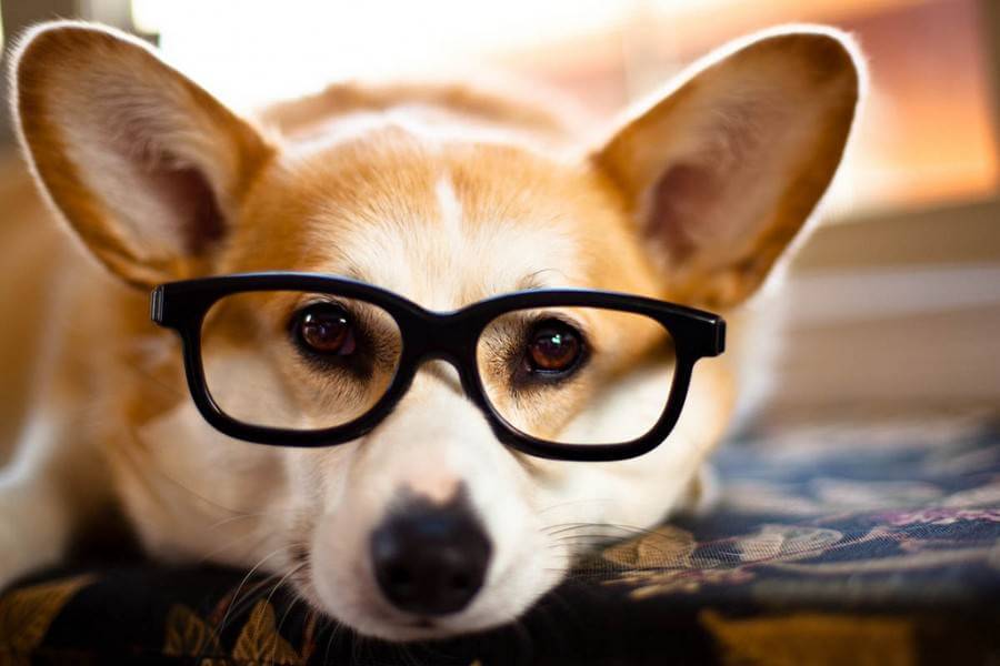 Eye, Sun, Protective Glasses For Dogs - Doggles