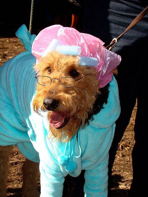 Eye, Sun, Protective Glasses For Dogs - Doggles