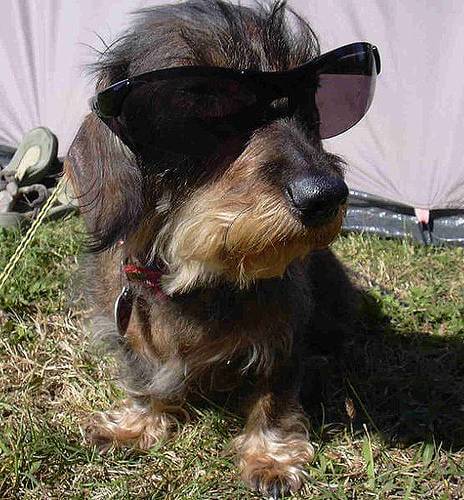Eye, Sun, Protective Glasses For Dogs - Doggles