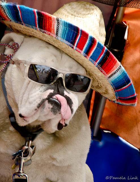 Eye, Sun, Protective Glasses For Dogs - Doggles