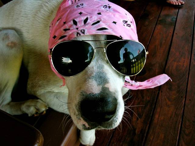 Eye, Sun, Protective Glasses For Dogs - Doggles